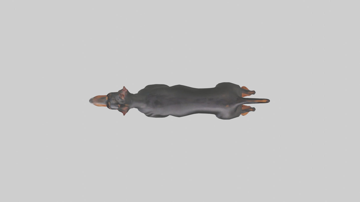 Doberman Pinscher alert model 3D model