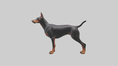 Doberman Pinscher alert model 3D model