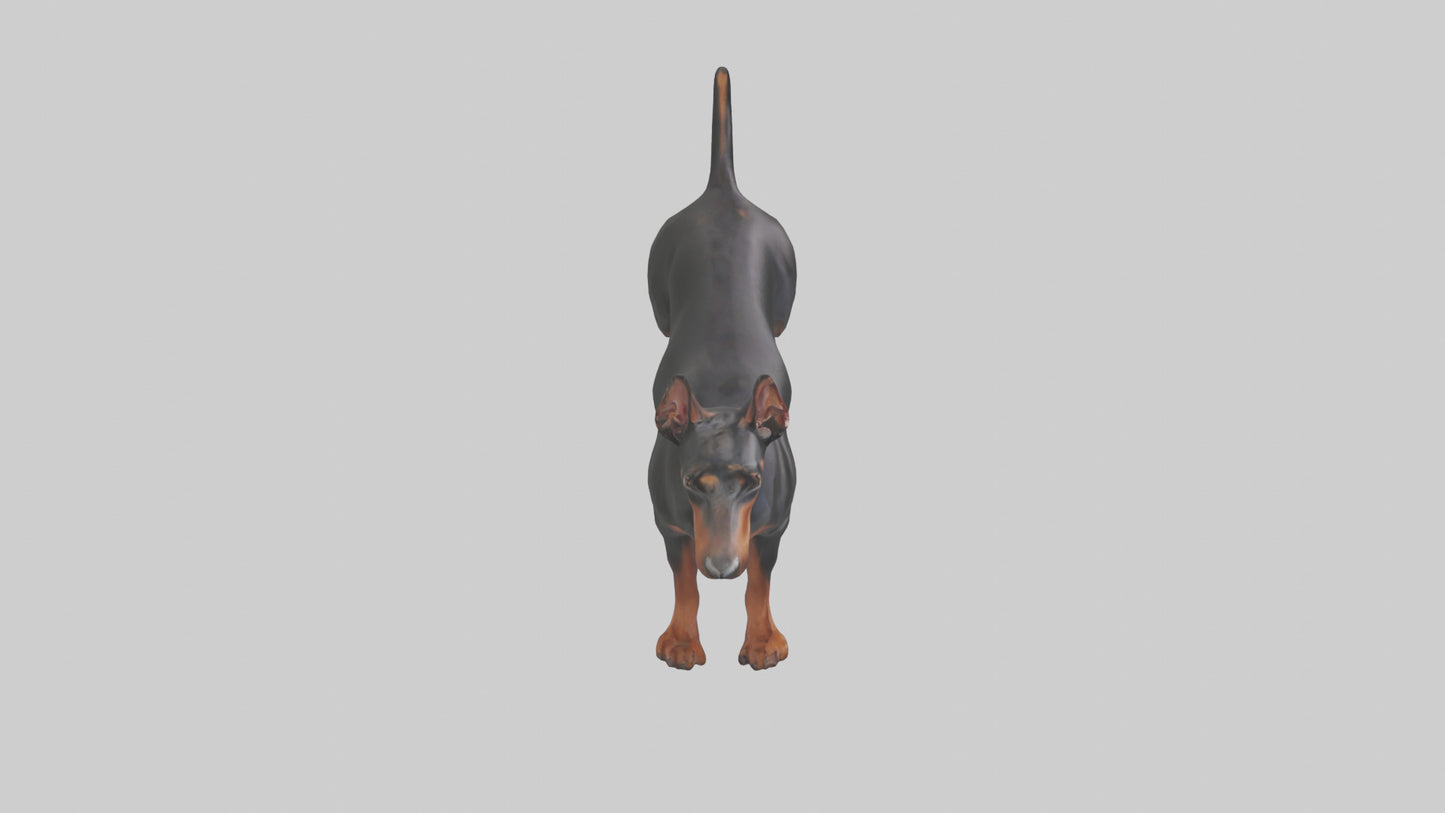 Doberman Pinscher alert model 3D model