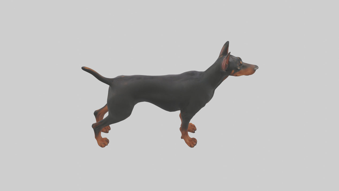 Doberman Pinscher alert model 3D model