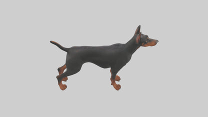 Doberman Pinscher alert model 3D model