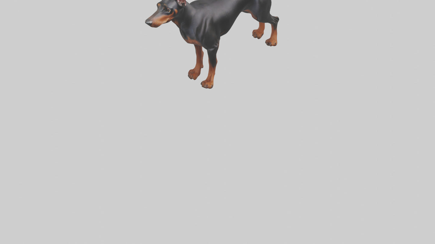 Doberman Pinscher alert model 3D model
