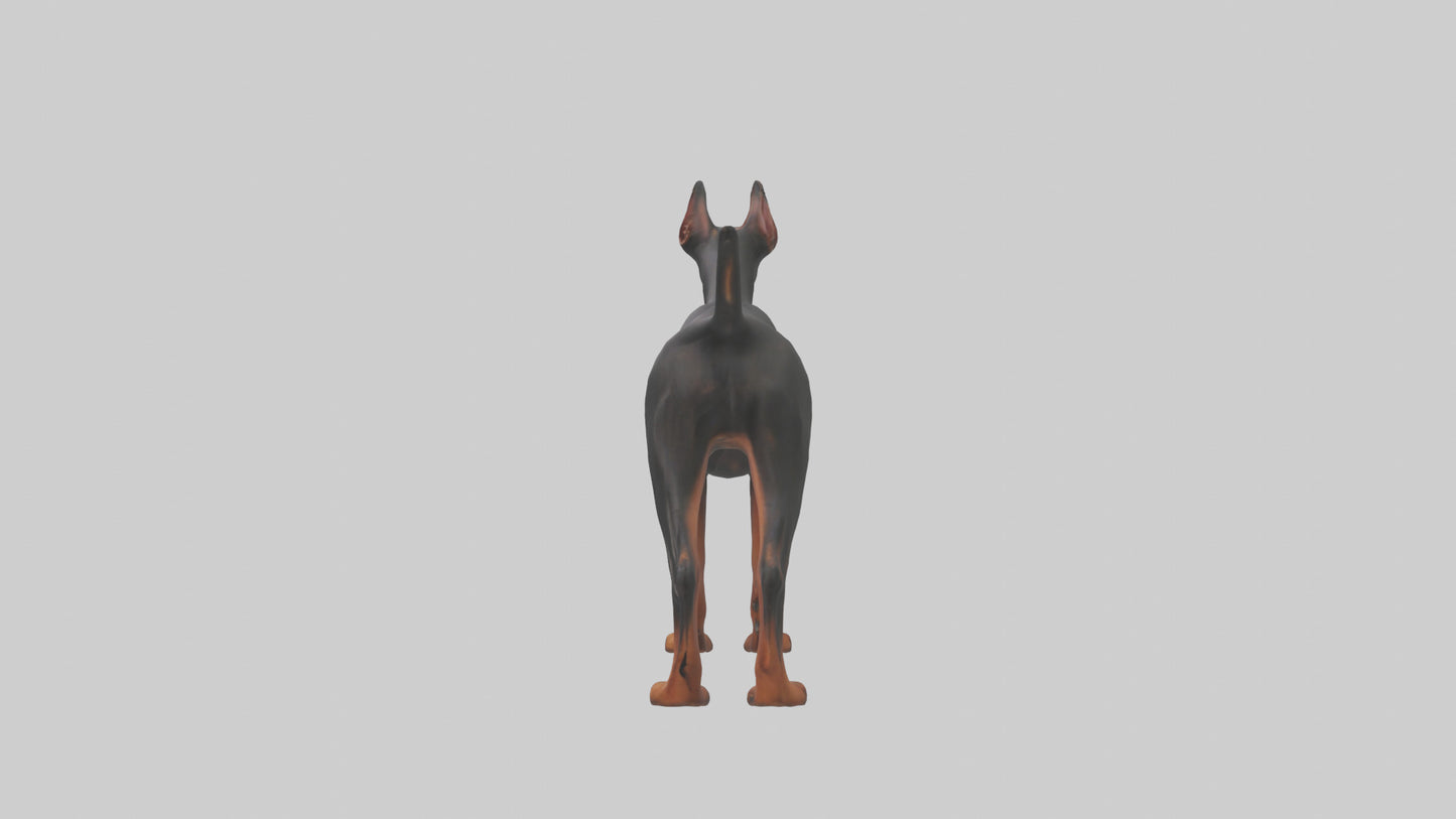 Doberman Pinscher alert model 3D model