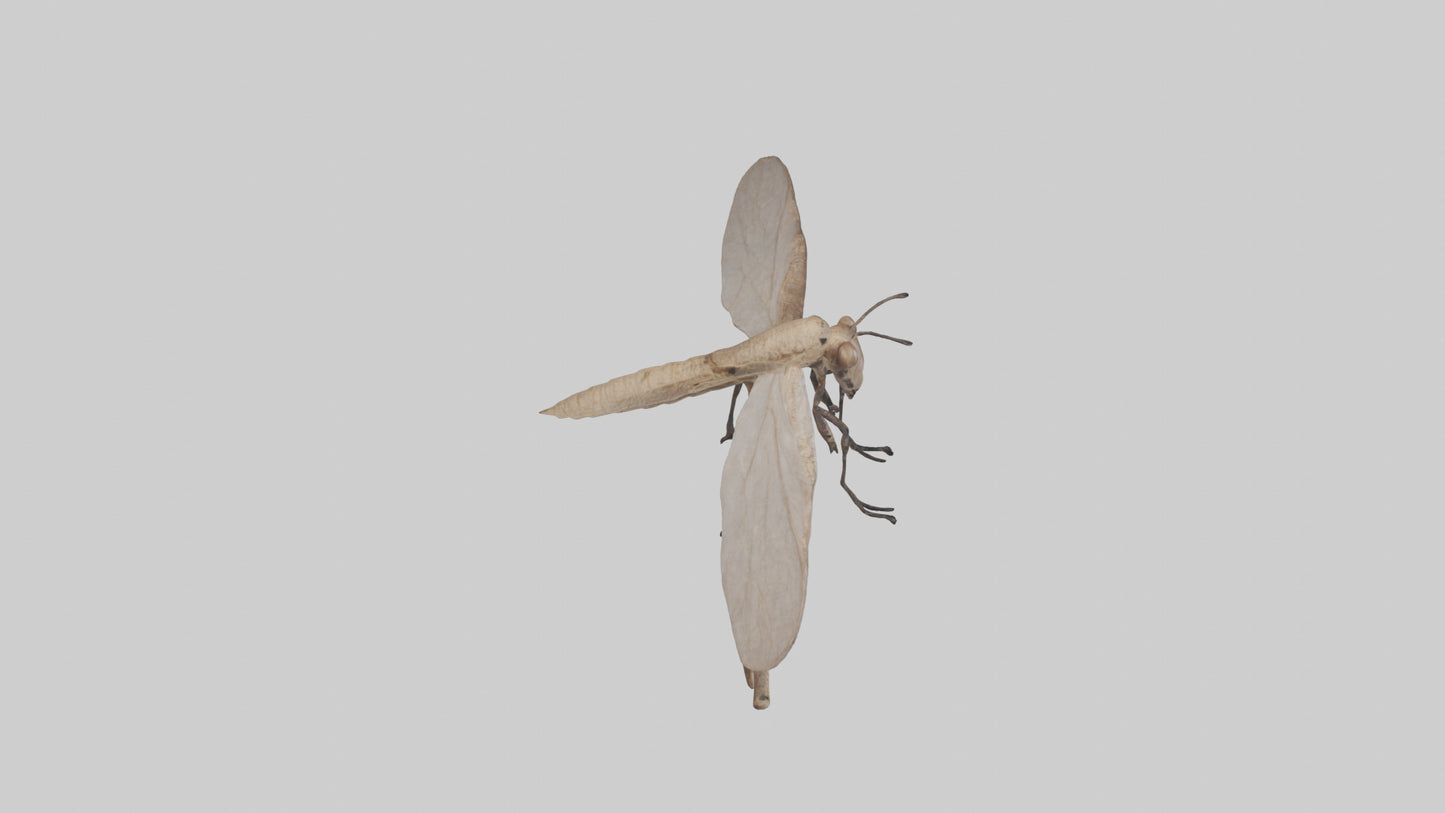 Dobsonfly clinging model 3D model