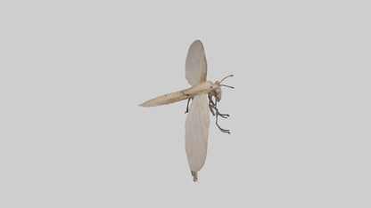 Dobsonfly clinging model 3D model