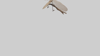 Dobsonfly clinging model 3D model