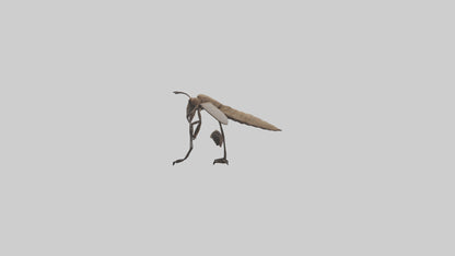 Dobsonfly clinging model 3D model