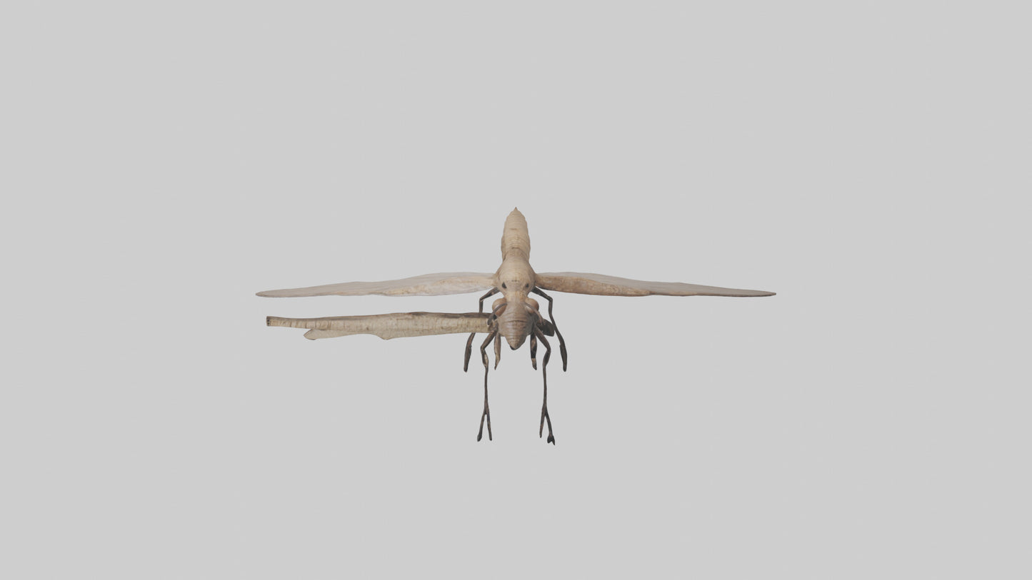 Dobsonfly clinging model 3D model