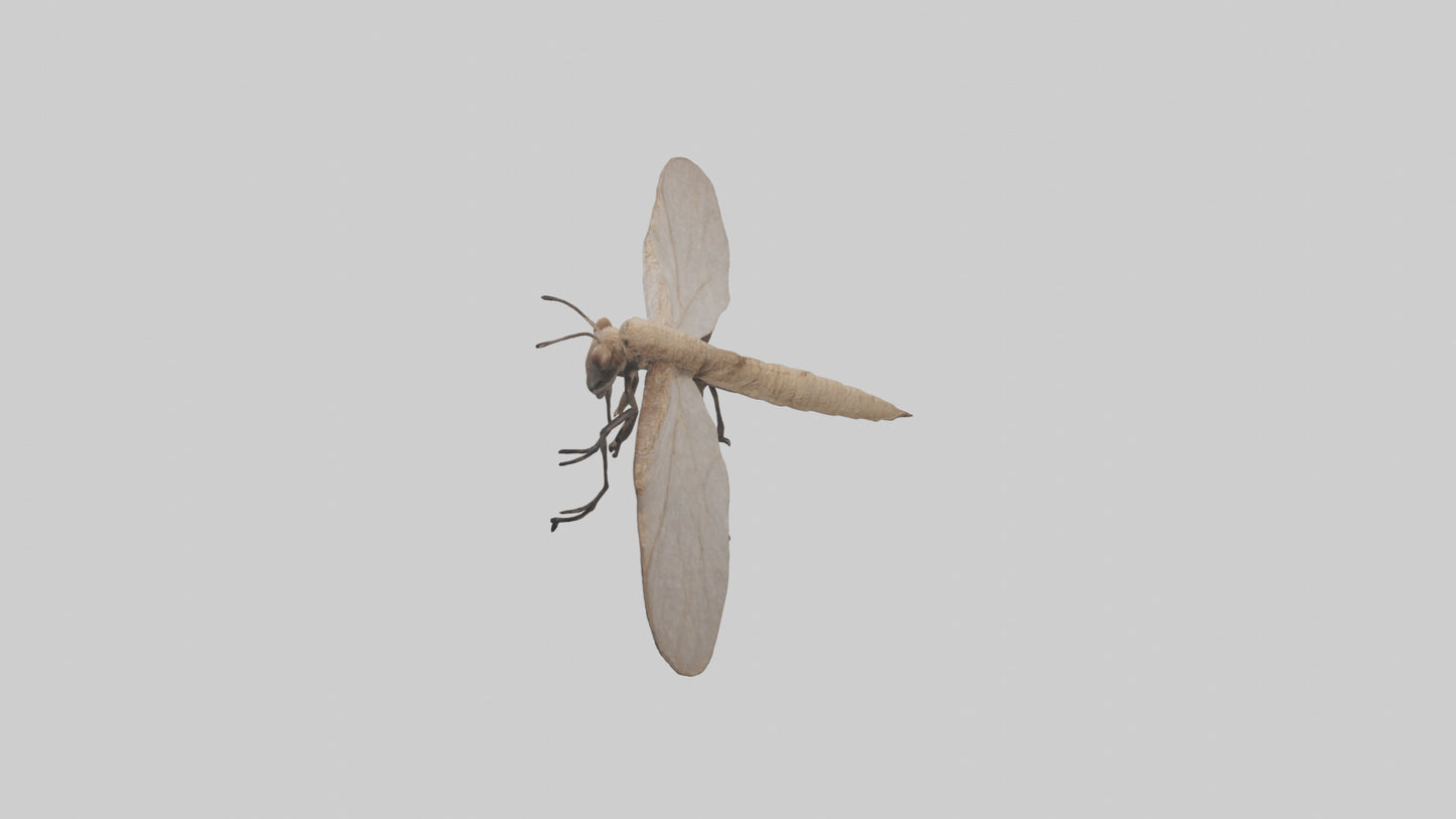 Dobsonfly clinging model 3D model
