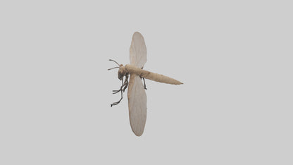 Dobsonfly clinging model 3D model