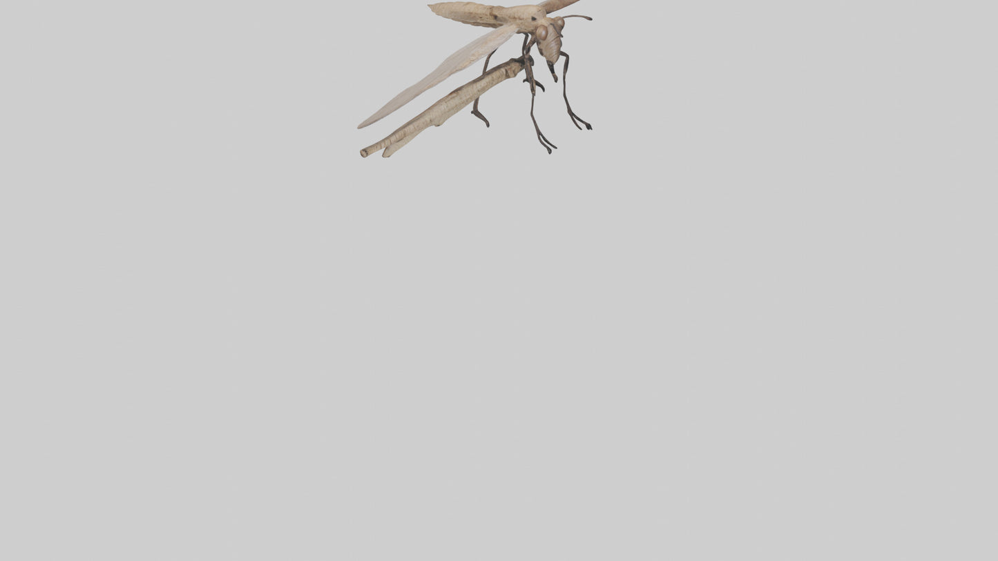 Dobsonfly clinging model 3D model
