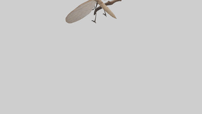Dobsonfly clinging model 3D model