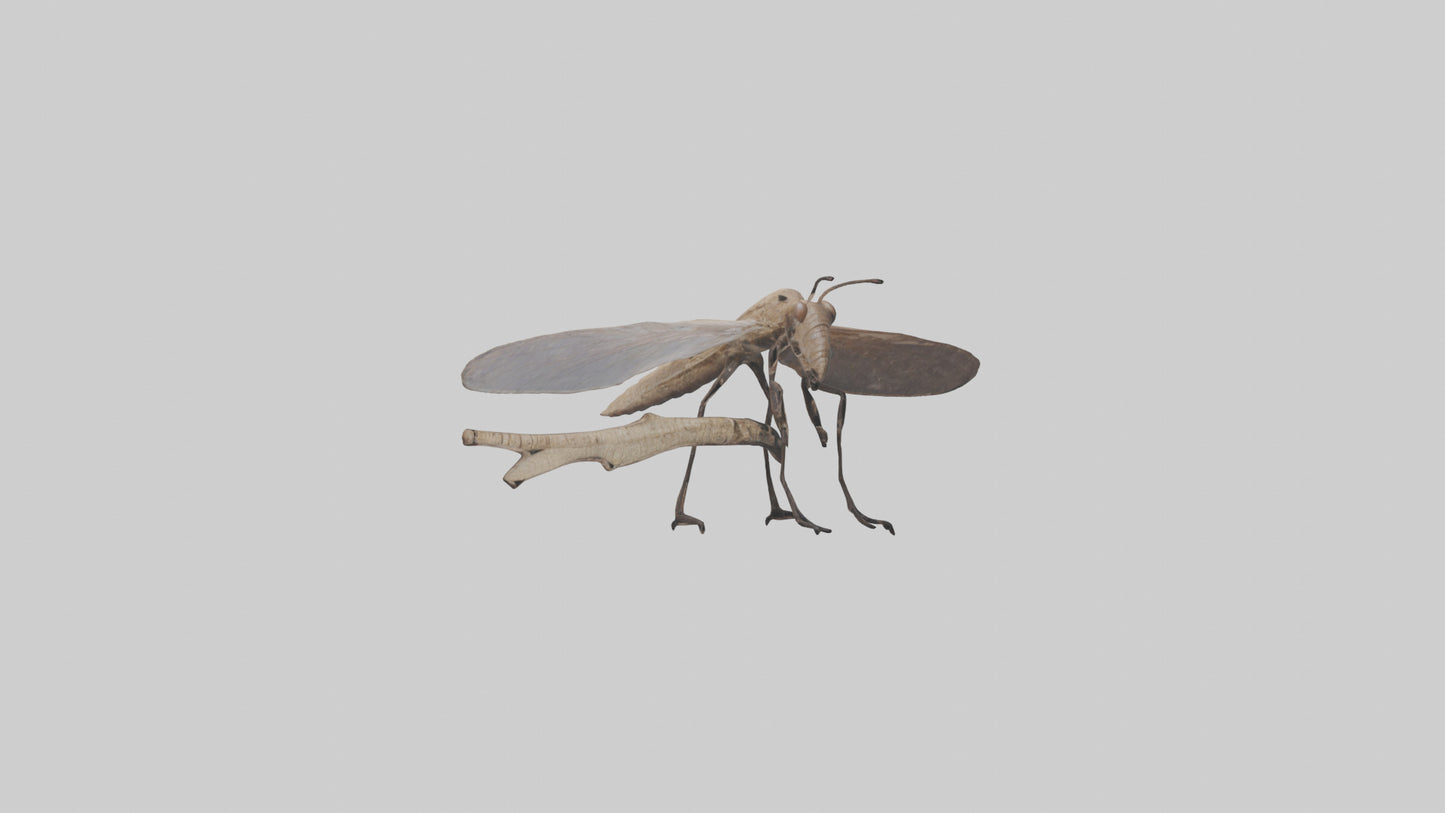 Dobsonfly clinging model 3D model