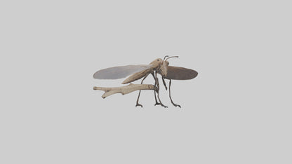 Dobsonfly clinging model 3D model