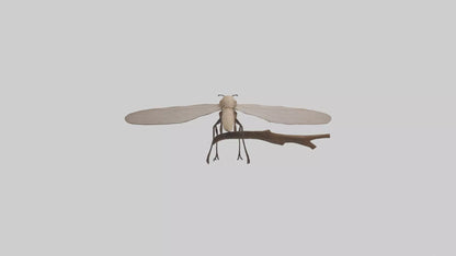 Dobsonfly clinging model 3D model