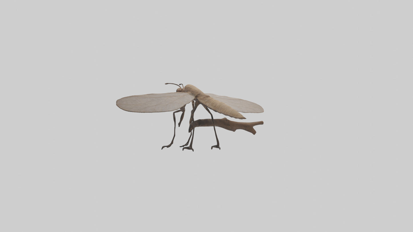 Dobsonfly clinging model 3D model
