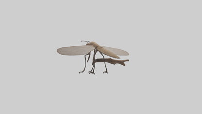 Dobsonfly clinging model 3D model