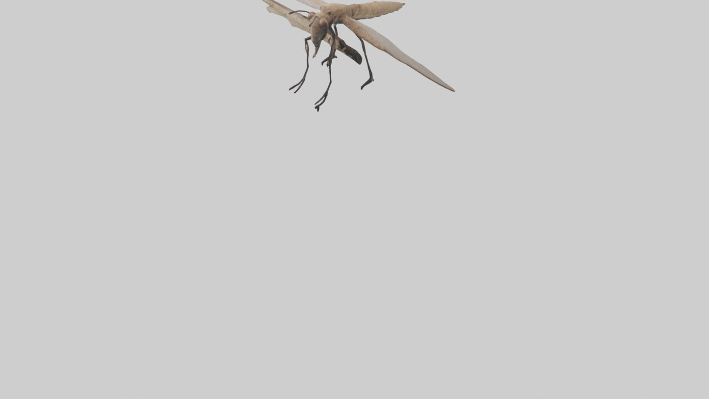 Dobsonfly clinging model 3D model