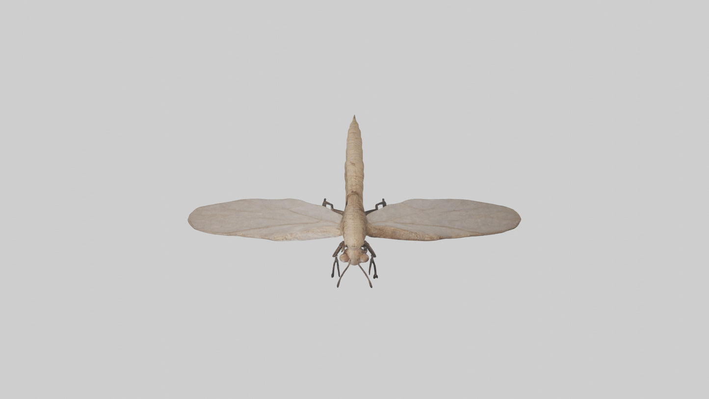 Dobsonfly clinging model 3D model