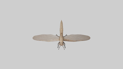 Dobsonfly clinging model 3D model