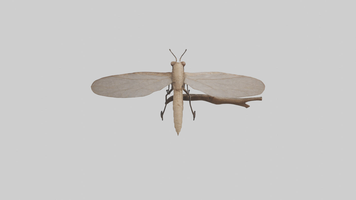 Dobsonfly clinging model 3D model