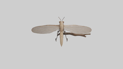 Dobsonfly clinging model 3D model