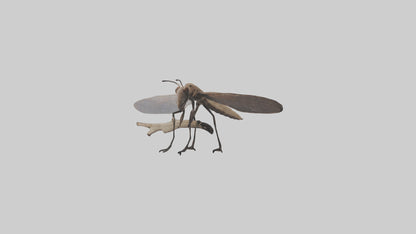 Dobsonfly clinging model 3D model