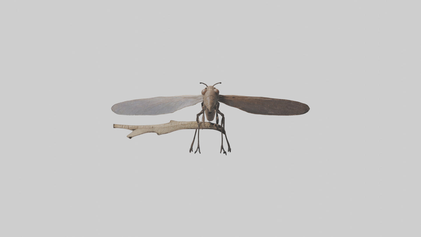 Dobsonfly clinging model 3D model