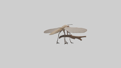 Dobsonfly clinging model 3D model
