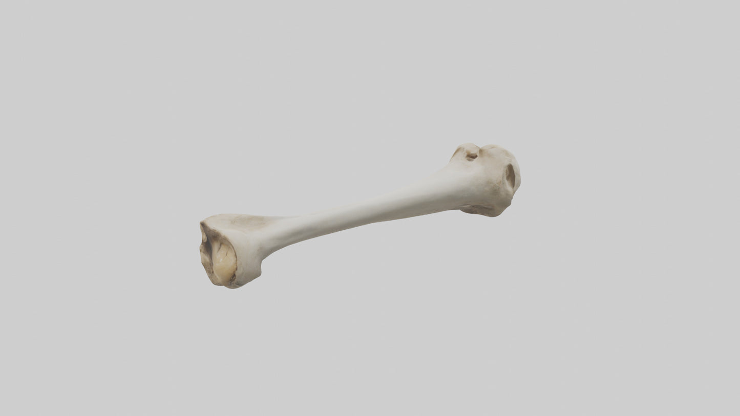 Dog Femur 3D model