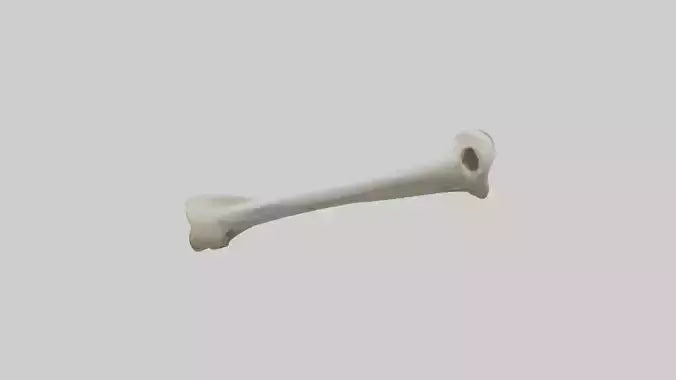 Dog Femur 3D model