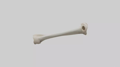Dog Femur 3D model