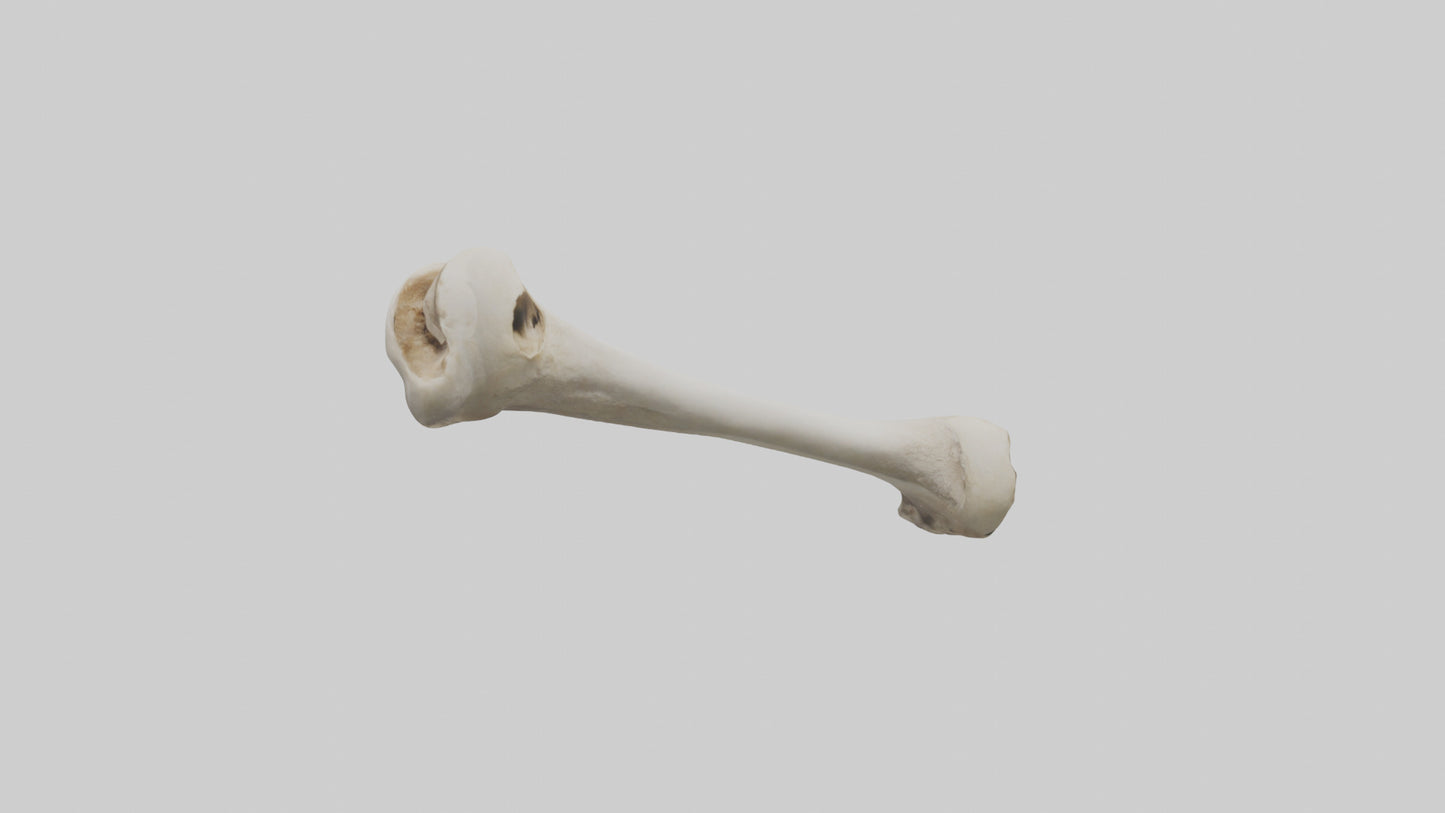 Dog Femur 3D model