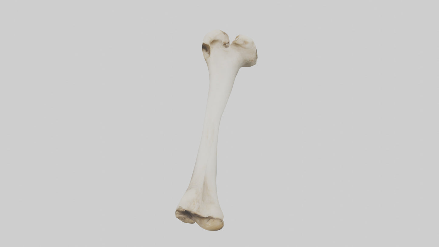 Dog Femur 3D model