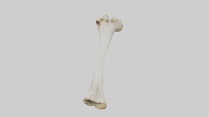 Dog Femur 3D model