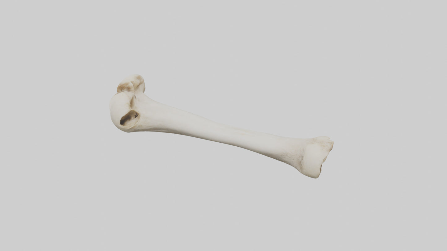 Dog Femur 3D model