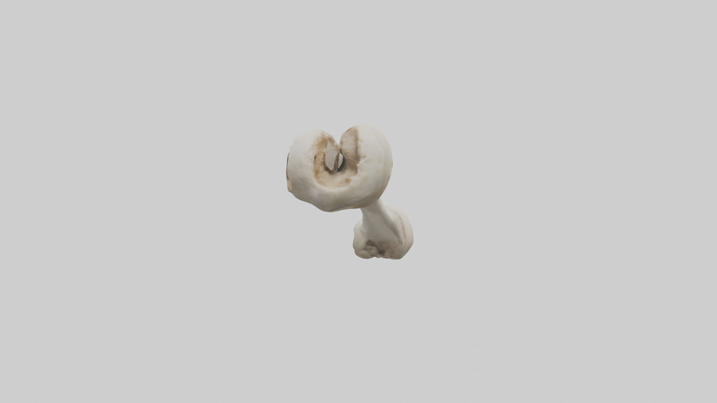 Dog Femur 3D model
