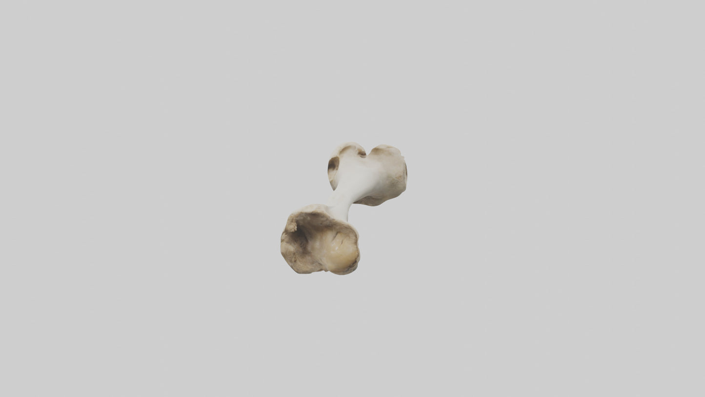 Dog Femur 3D model
