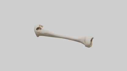 Dog Femur 3D model