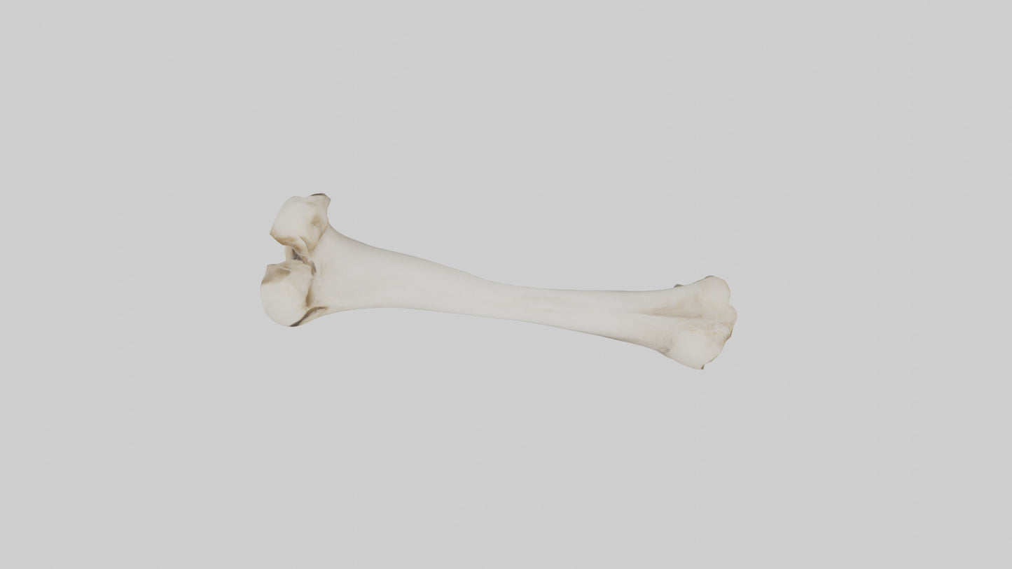 Dog Femur 3D model