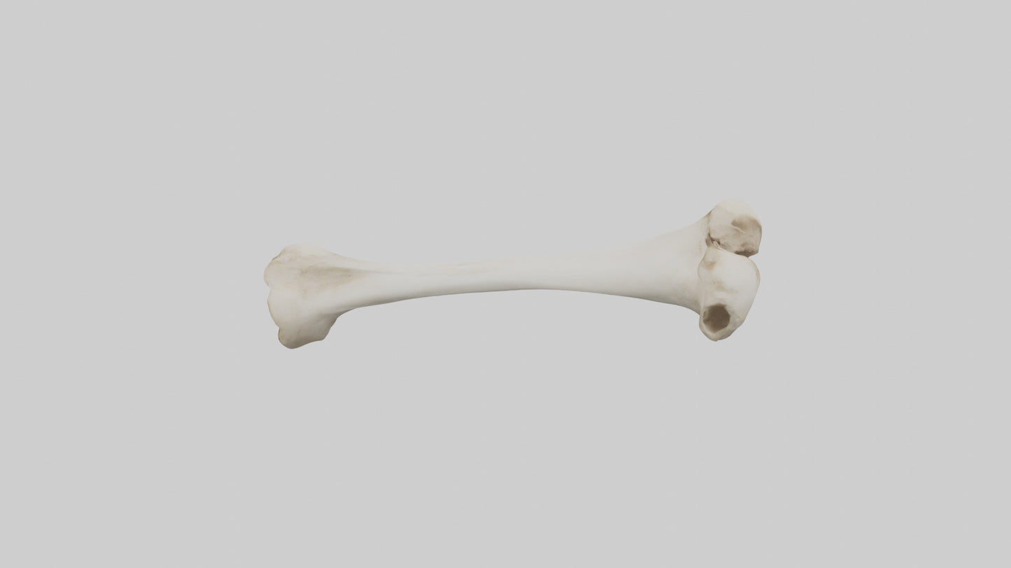 Dog Femur 3D model