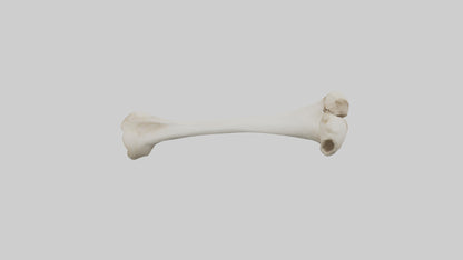 Dog Femur 3D model