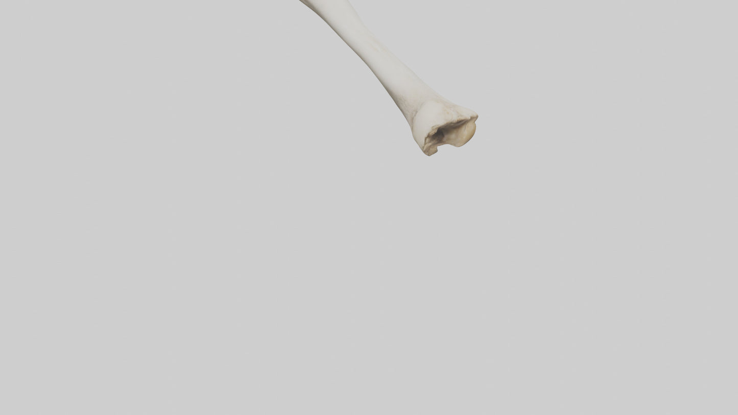 Dog Femur 3D model