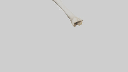 Dog Femur 3D model
