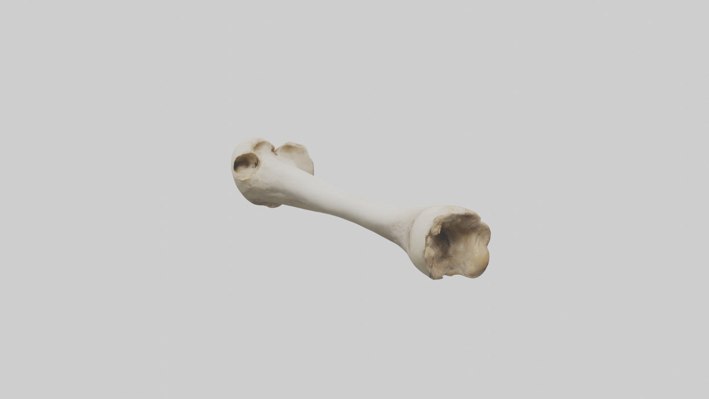 Dog Femur 3D model
