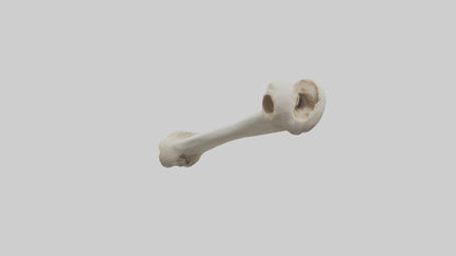 Dog Femur 3D model