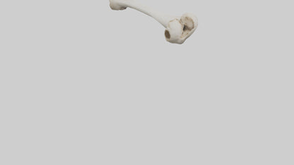 Dog Femur 3D model