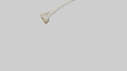 Dog Femur 3D model