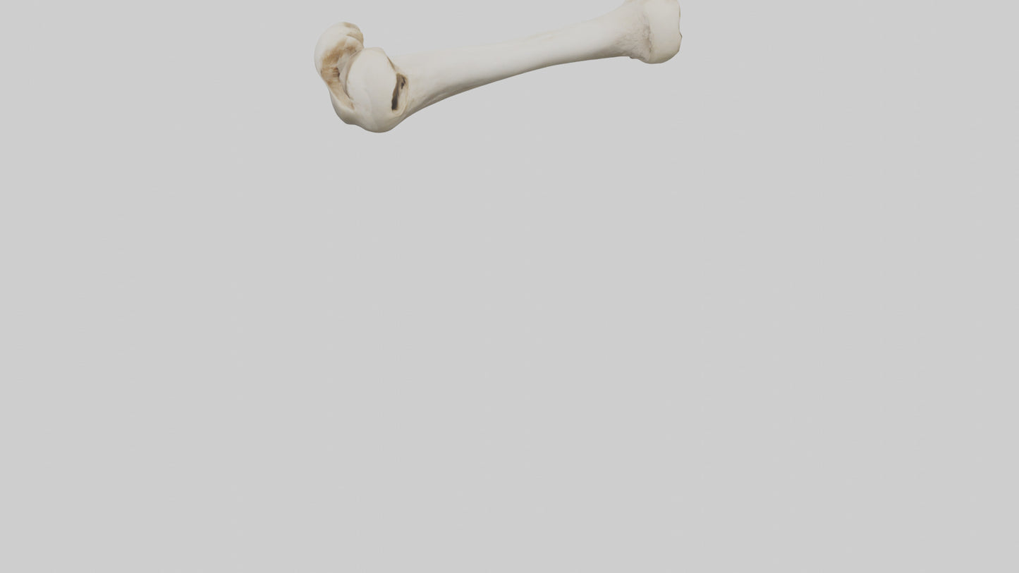 Dog Femur 3D model