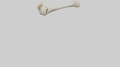 Dog Femur 3D model